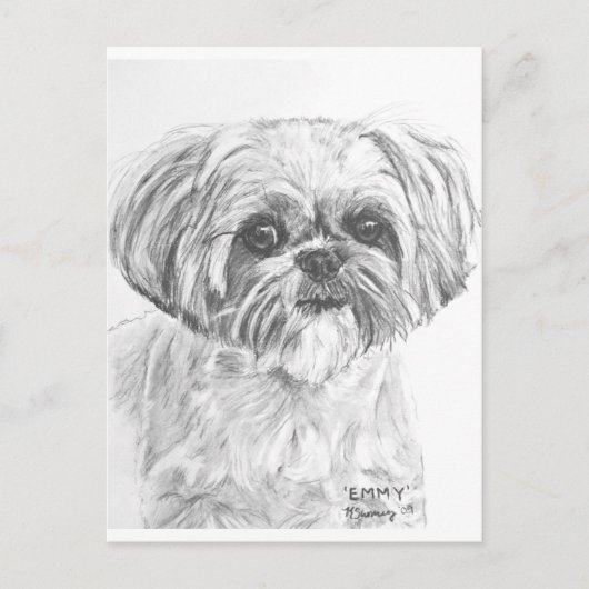 Shih Tzu Drawing Briefkaart (Voorkant)
