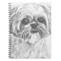 Shih Tzu Drawing