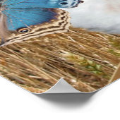 Shih Tzu en Butterflies Print (Hoek)