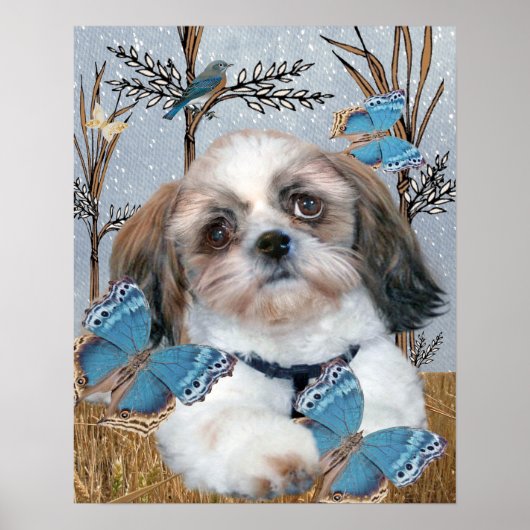 Shih Tzu en Butterflies Print (Voorkant)