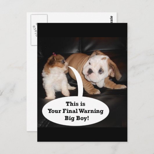 Shih Tzu en English Bulldog Puppys Briefkaart (Voorkant / Achterkant)
