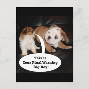 Shih Tzu en English Bulldog Puppys Briefkaart