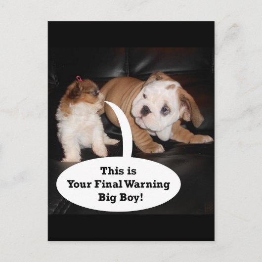 Shih Tzu en English Bulldog Puppys Briefkaart (Voorkant)
