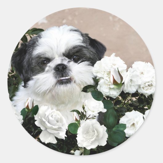 Shih Tzu en rozen Ronde Sticker (Voorkant)