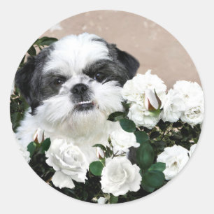 Shih Tzu en rozen Ronde Sticker
