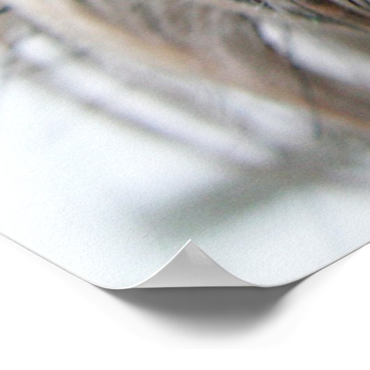 Shih Tzu Face Poster (Hoek)