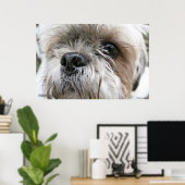 Shih Tzu Face Poster (Thuiskantoor)