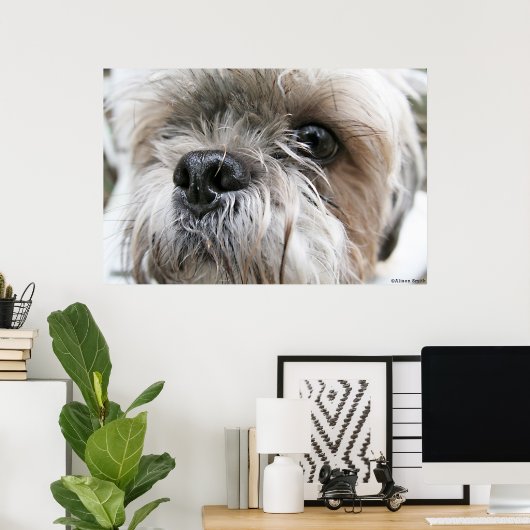 Shih Tzu Face Poster (Thuiskantoor)