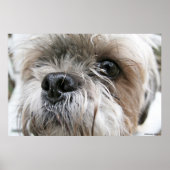 Shih Tzu Face Poster (Voorkant)