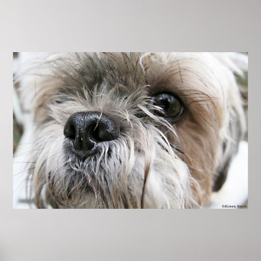 Shih Tzu Face Poster (Voorkant)