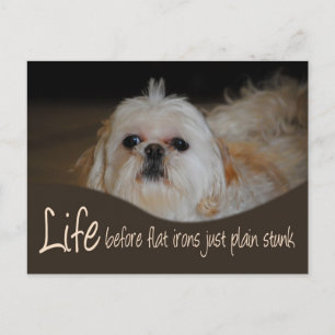 Shih Tzu Flat Iron Hair Humor Briefkaart