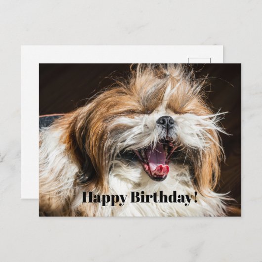 Shih tzu gaapt lachend grappig Gefeliciteerd met j Briefkaart (Voorkant / Achterkant)