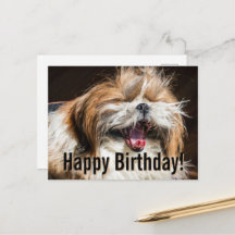 Shih tzu gaapt lachend grappig Gefeliciteerd met j