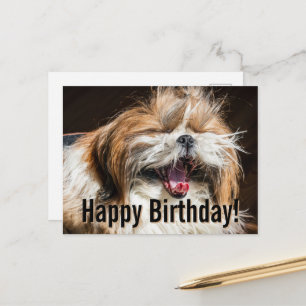 Shih tzu gaapt lachend grappig Gefeliciteerd met j Briefkaart