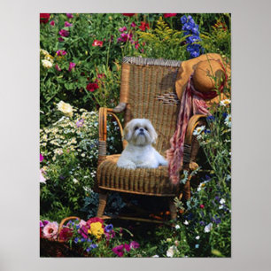 Shih Tzu Garden Poster