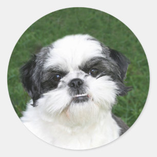 Shih Tzu-gezichtssticker Ronde Sticker
