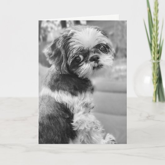 Shih Tzu Girl Black en White Wenskaart Kaart (Voorkant)