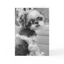 Shih Tzu Girl Black en White Wenskaart
