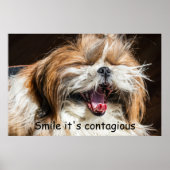 Shih tzu glanzende glimlach tekst past aan poster (Voorkant)