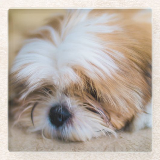Shih Tzu Glazen Onderzetter (Voorkant)