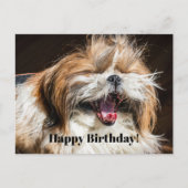 Shih tzu glimlachend lachend grappige Gelukkige ve Briefkaart (Voorkant)