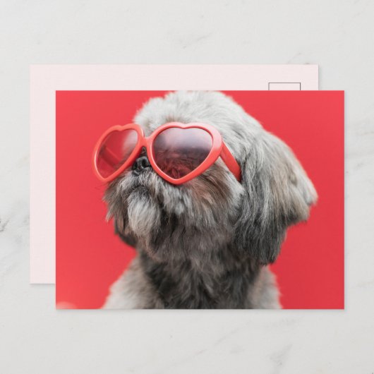 Shih Tzu Greetings Briefkaart (Voorkant / Achterkant)
