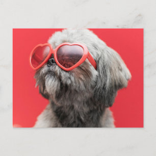 Shih Tzu Greetings Briefkaart