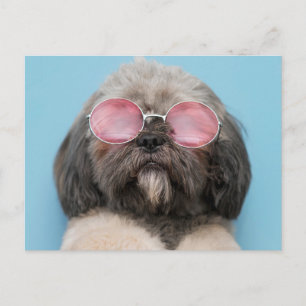 Shih Tzu Greetings Briefkaart