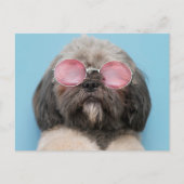 Shih Tzu Greetings Briefkaart (Voorkant)