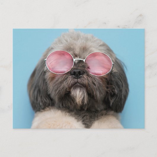 Shih Tzu Greetings Briefkaart (Voorkant)
