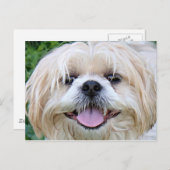 Shih Tzu Happy Face. Briefkaart (Voorkant / Achterkant)