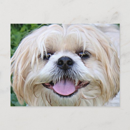 Shih Tzu Happy Face. Briefkaart (Voorkant)