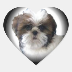 Shih-Tzu Hart Sticker