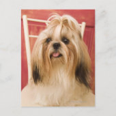 Shih-tzu hond briefkaart (Voorkant)