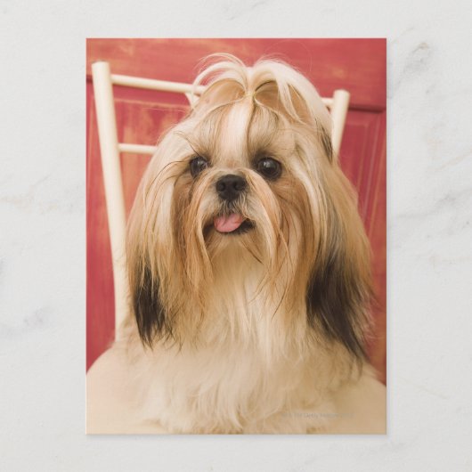 Shih-tzu hond briefkaart (Voorkant)