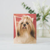 Shih-tzu hond briefkaart (Staand voorkant)