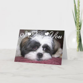 Shih Tzu Hond Foto Afbeelding Ik Hou Van Jou Kaart