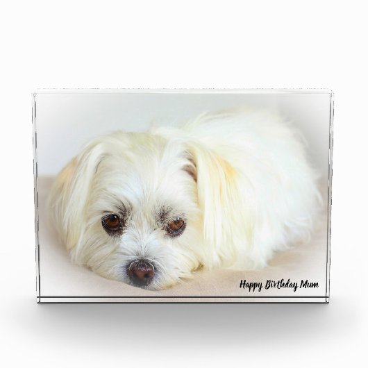 Shih Tzu Hond Fotoblokken (Voorkant)