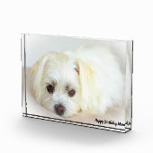 Shih Tzu Hond Fotoblokken (Rechts)