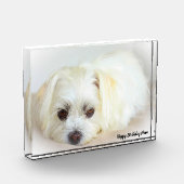 Shih Tzu Hond Fotoblokken (Links)