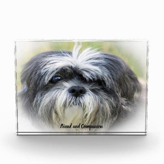 Shih Tzu-hond. Fotoblokken (Voorkant)