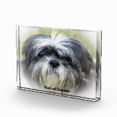 Shih Tzu-hond. Fotoblokken (Rechts)