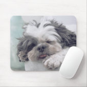 Shih Tzu, hond, huisdier Muismat (Met muis)