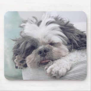 Shih Tzu, hond, huisdier Muismat