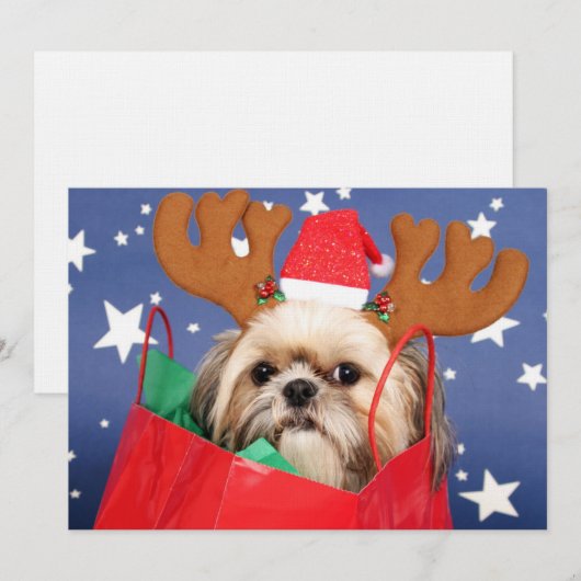 Shih Tzu-hond in een rode tas (Voorkant / Achterkant)