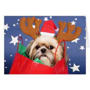 Shih Tzu-hond in een rode tas