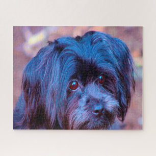 Shih Tzu Hond Jigsawspellen. Legpuzzel