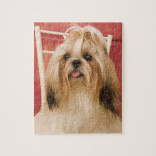Shih-tzu hond legpuzzel