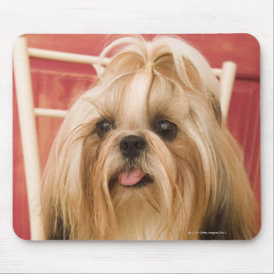 Shih-tzu hond muismat