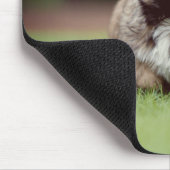 Shih tzu, Hond, Puppy Muismat (Hoek)